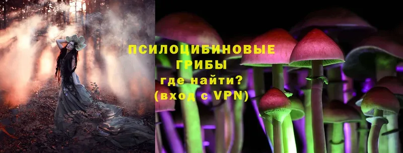 Псилоцибиновые грибы Psilocybe  закладки  Бугуруслан 